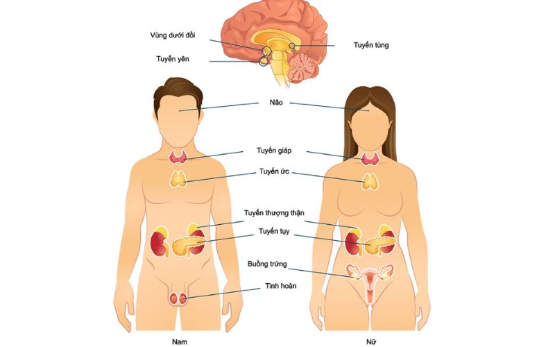 Vai trò của hệ nội tiết tố trong cơ thể